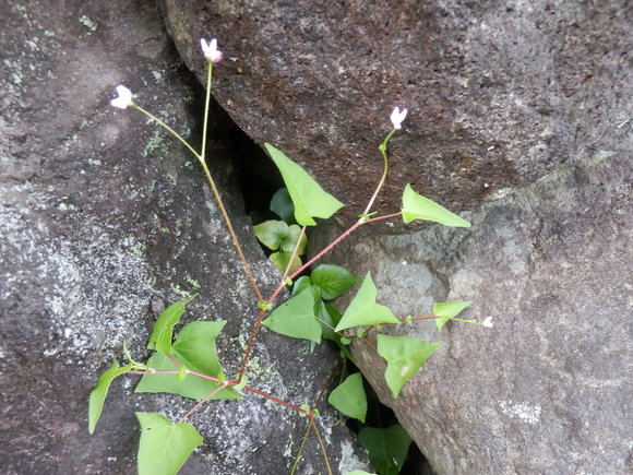 e0292172_2111836.jpg
