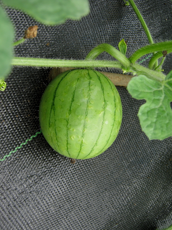 d0225575_1431013.jpg