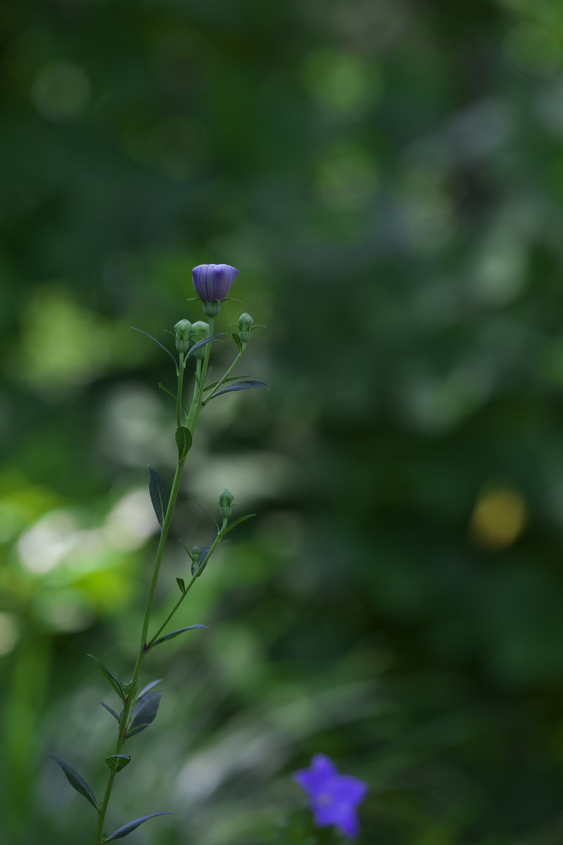 a0083081_716357.jpg