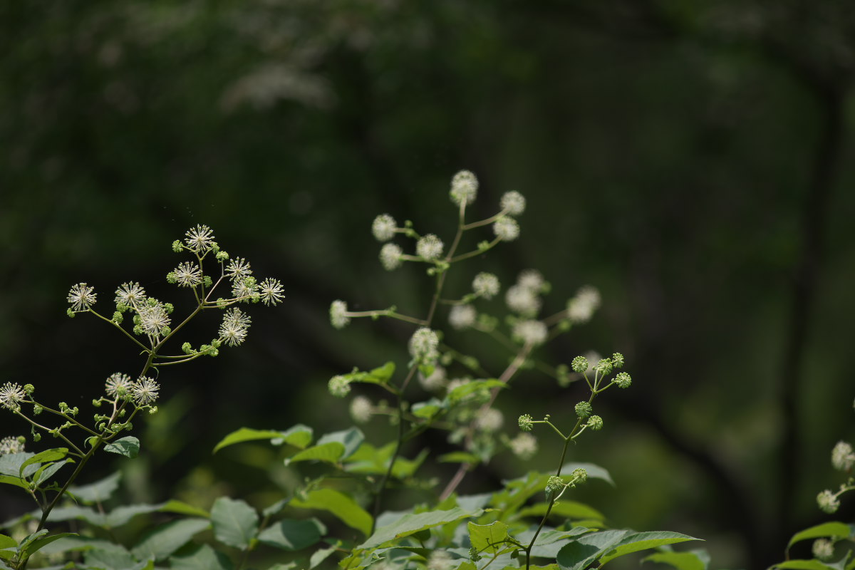 a0083081_7165258.jpg