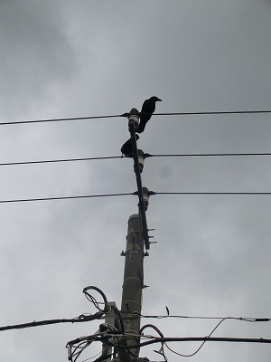 e0123587_19285927.jpg