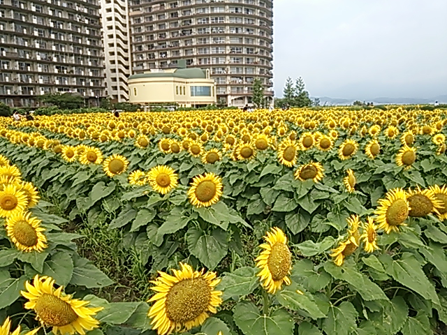 c0204188_13135218.jpg