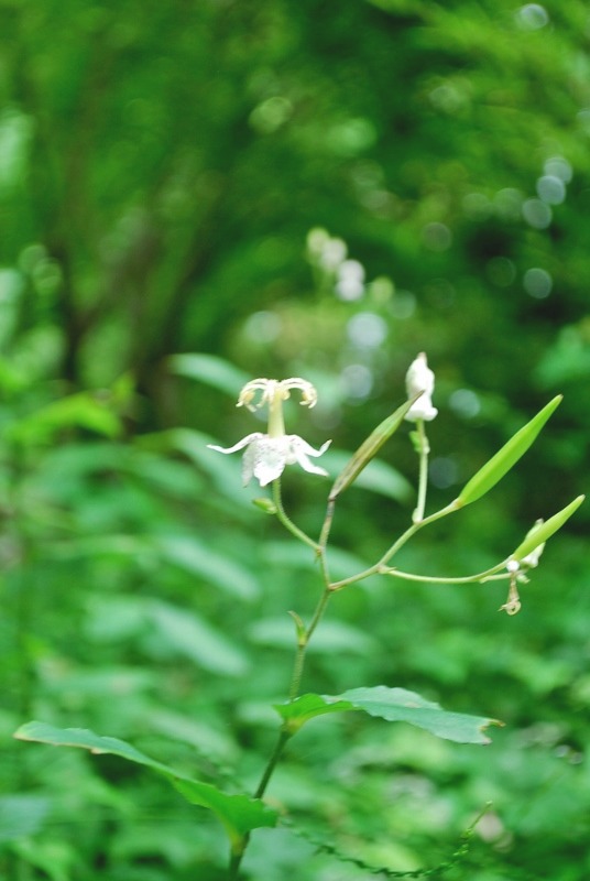 e0025300_1244137.jpg