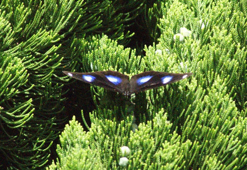 c0042418_8144314.jpg