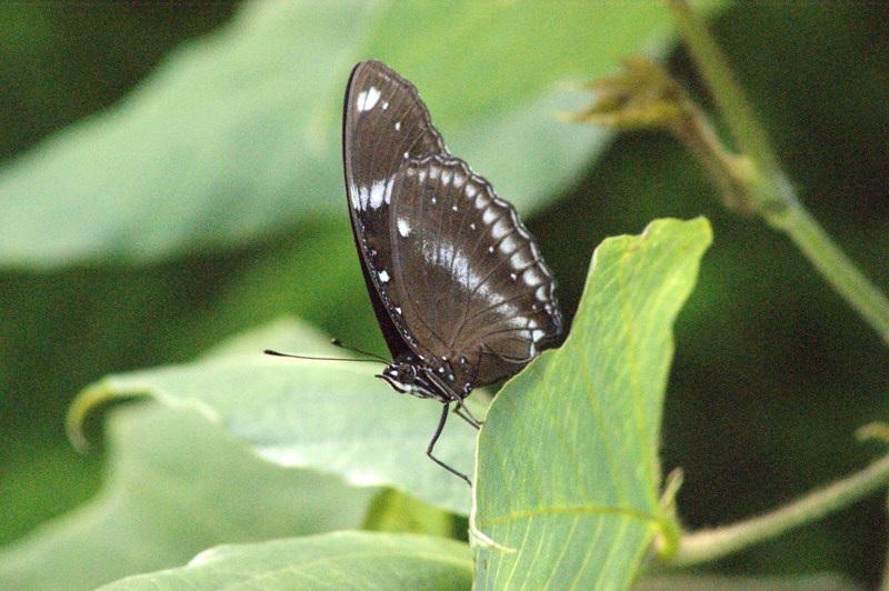 c0042418_8155542.jpg