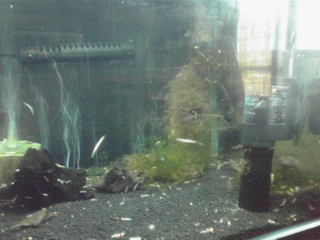 a0291521_833229.jpg