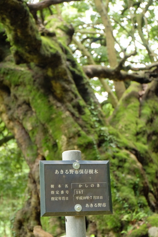 b0281732_7331999.jpg