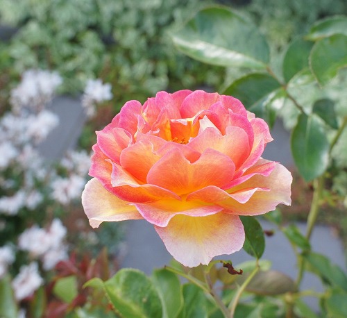 f0205733_21282829.jpg