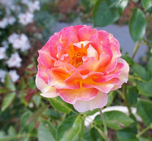 f0205733_21282831.jpg