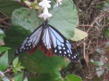 c0077338_624230.jpg