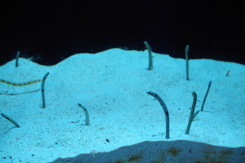 a0299749_2116417.jpg