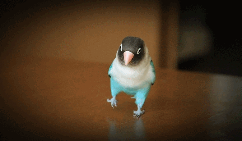 c0145250_1001686.gif