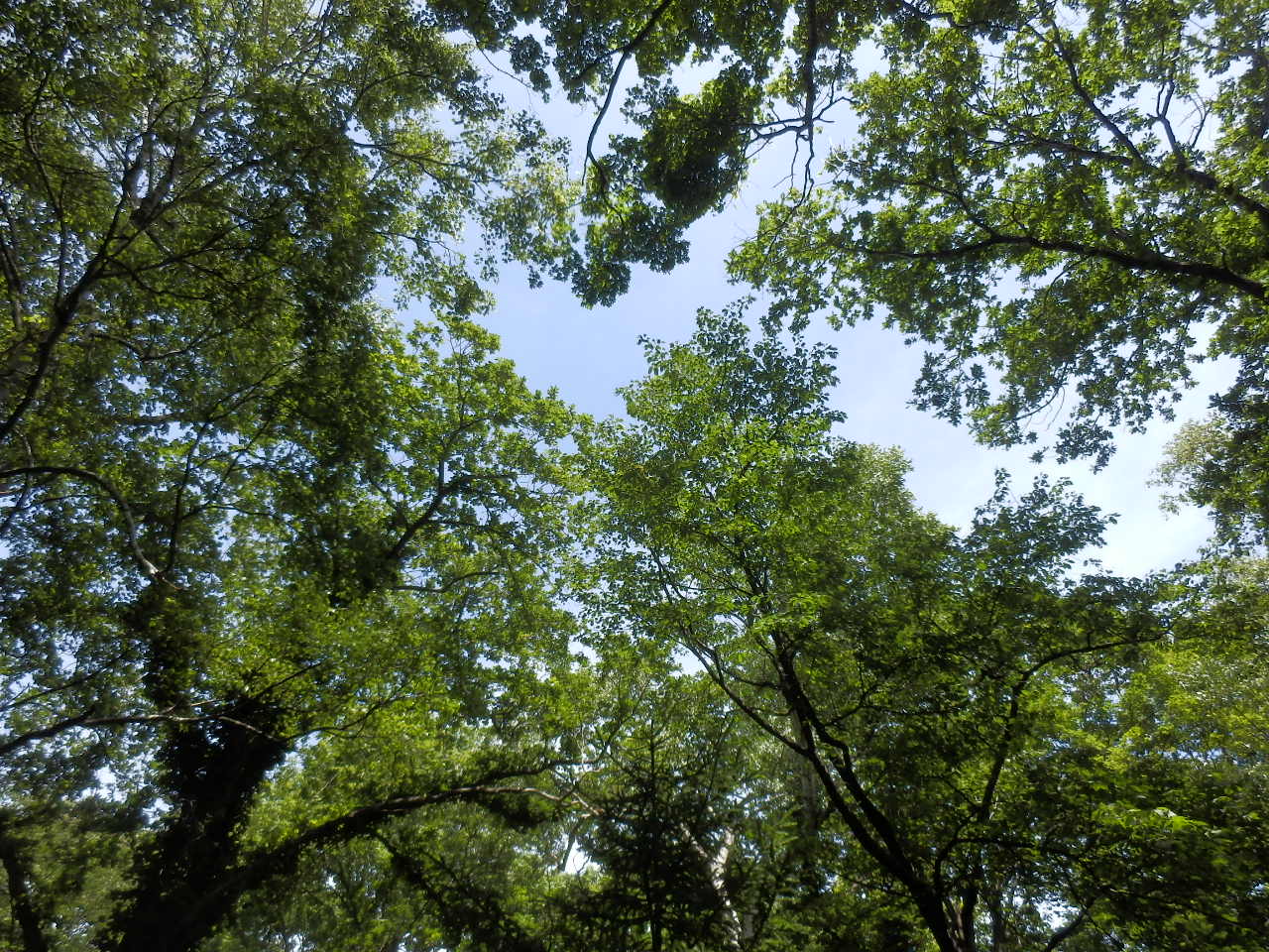 e0004756_21125621.jpg