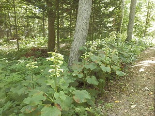e0004756_2173242.jpg