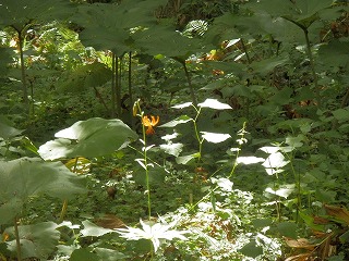 e0004756_2195455.jpg