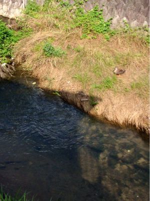 f0215475_1185436.jpg