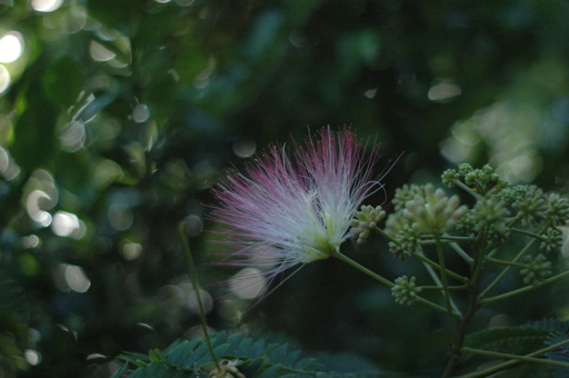 a0061599_7461788.jpg