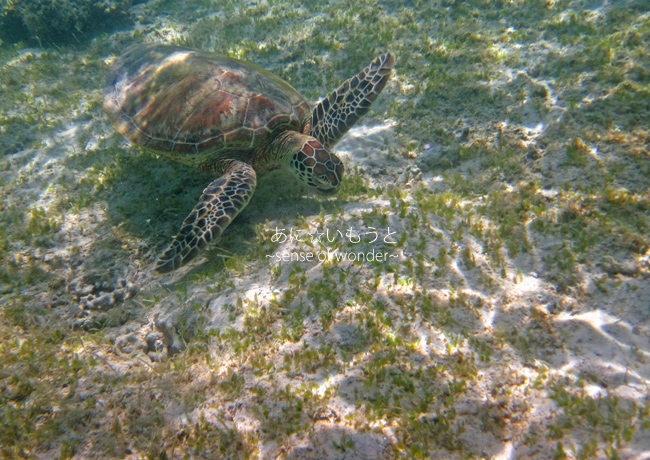 a0112402_1053827.jpg