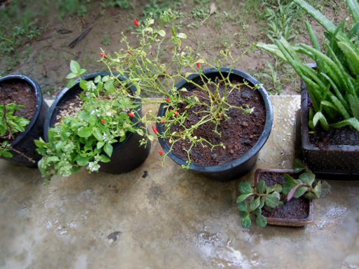 b0330009_23134419.jpg