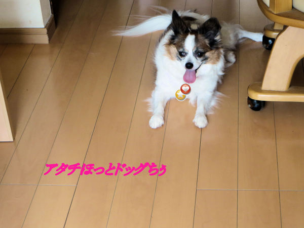 a0149240_11211515.jpg
