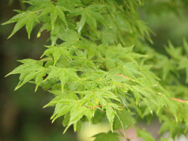 e0017051_624490.jpg