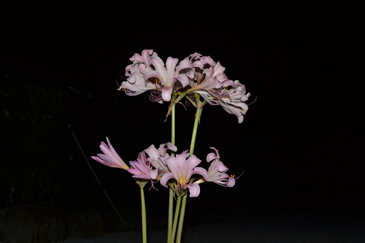b0243152_22323623.jpg