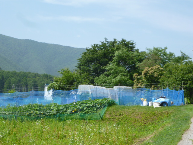 c0236283_11594931.jpg