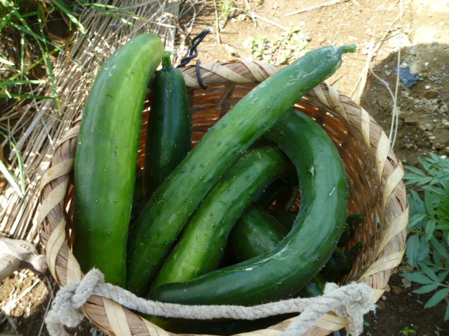 c0236283_1293397.jpg