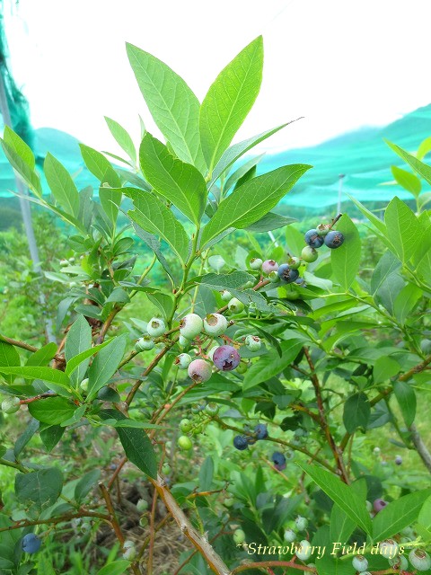 c0087094_16534624.jpg
