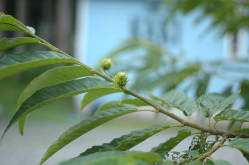a0061599_7462528.jpg