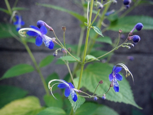 c0290908_13212637.jpg