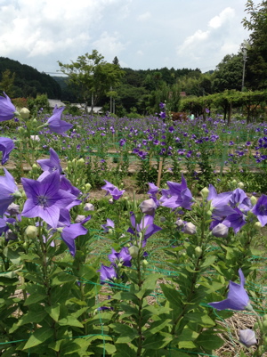a0164011_23281559.jpg