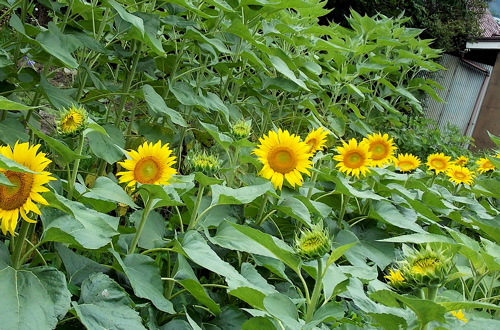 a0164011_2328271.jpg