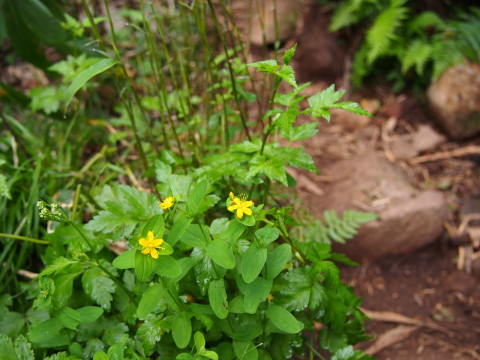 b0147224_21445842.jpg