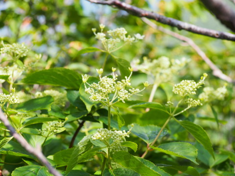 b0147224_21481195.jpg