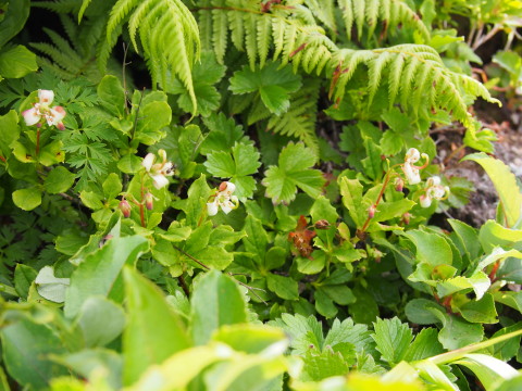 b0147224_2155442.jpg