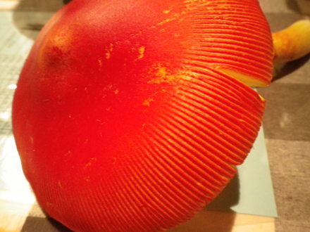 f0188324_20264772.jpg