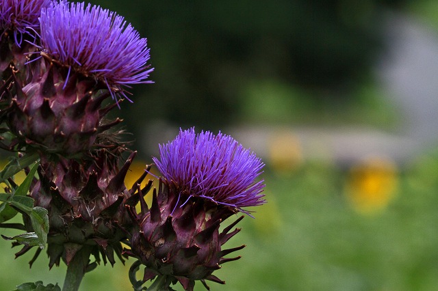 a0242438_18312310.jpg