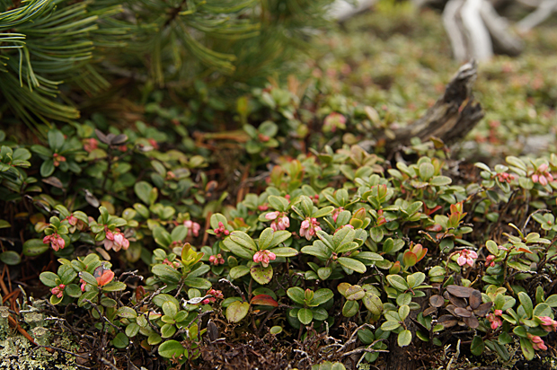 f0214649_11582019.jpg