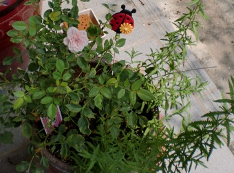 a0234877_21464658.jpg