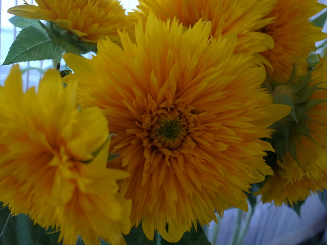 e0143694_17403089.jpg