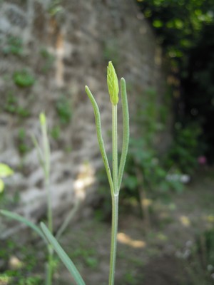 e0206902_6141295.jpg