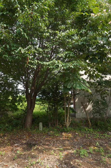 d0217833_9543133.jpg