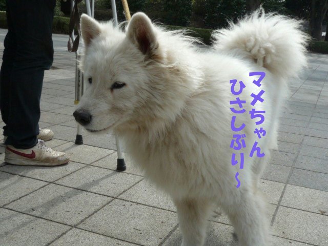 e0176159_16532503.jpg