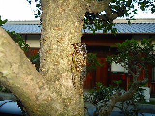 e0002466_5352583.jpg