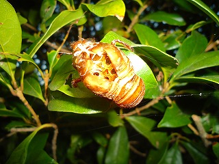 e0002466_5353865.jpg