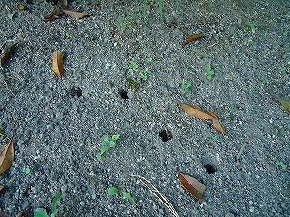 e0002466_5354931.jpg