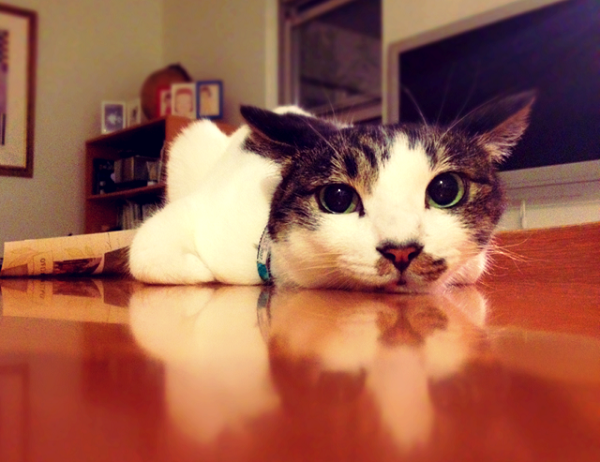 a0064067_20495532.png