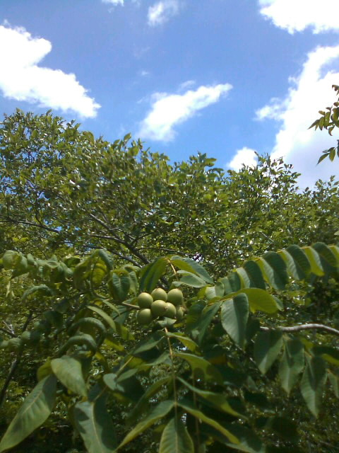 f0061067_17301125.jpg
