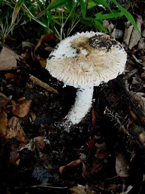 d0019074_8211977.jpg